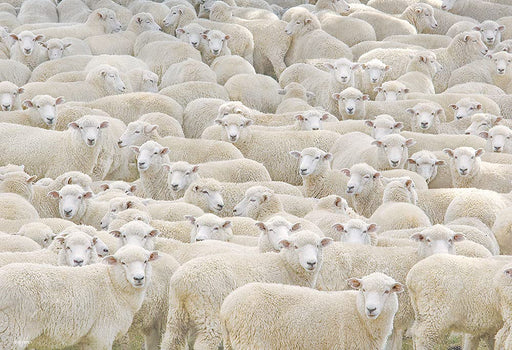 Beverly M81-627 Jigsaw Puzzle Gathering Of Sheep (1000 S-Pieces) Small Piece Puzzle- Japan Figure Store - #1 Bring To You The Best Japanese Goods